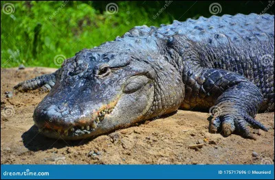 Les crocodiliens peuvent peser jusqu'à une tonne.