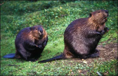 Combien de temps le castor peut-il rester sous l'eau ?