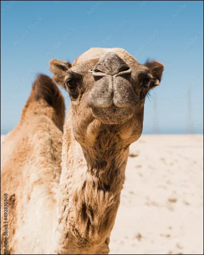 Quel est le régime alimentaire du chameau ?