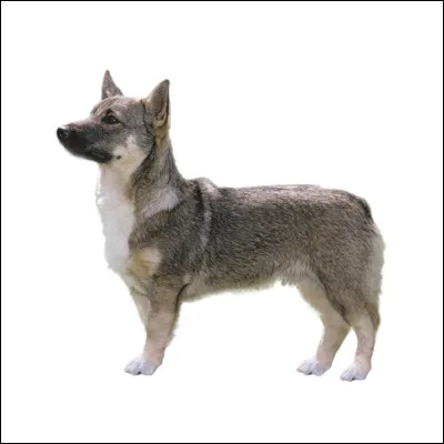 Et lui, quelle est sa race ?