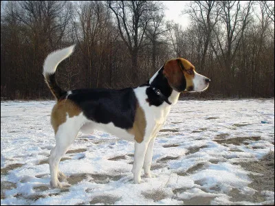 Quelle est la race de ce chien ?