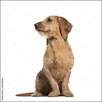 Oh lui qu'il est mignon ! quelle race est-ce ?