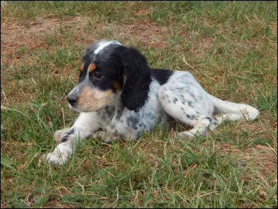 Oh qu'il est mignon ! quelle est sa race ?