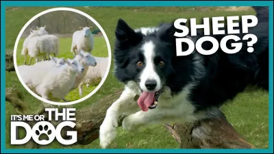 Ce border collie, doit-il impérativement rester chien de berger ou pas ?