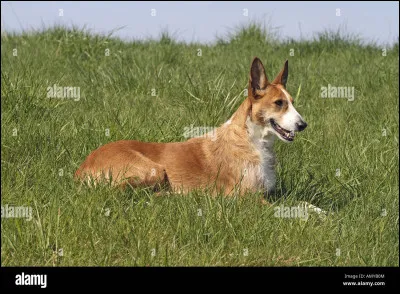 Quelle est cette race ?