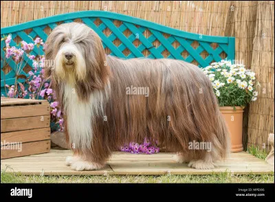 Et puis celui-ci avec beaucoup de poils ?