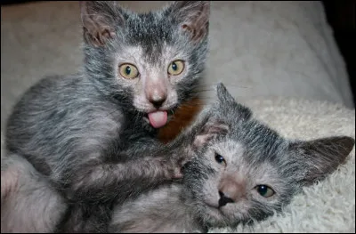 Cette race de chats partiellement nus est reconnue depuis le 1er Janvier 2017, et signifie « loup » en grec ancien. Connaissez-vous son nom ?