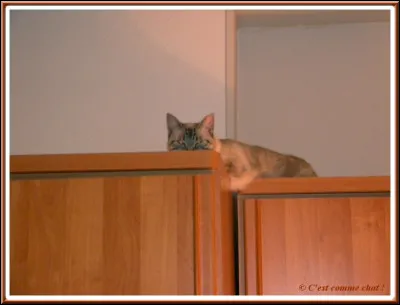 En 2010, pour une campagne de publicité, IKEA a lâché des chats dans lun de ses magasins de Grande-Bretagne. Combien y en avait-il ?