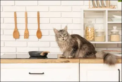 Qui a dit : 
« Chat échaudé craint leau chaude,
Ceux qui ébouillantent les chats
Devraient êtres refroidis. » ?