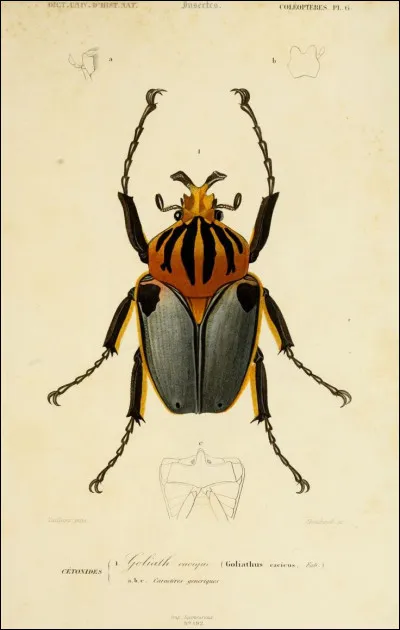 Animaux : 
Combien de pattes a un insecte ?