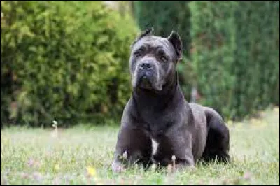 Ce chien est un cane corso.