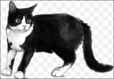 Qui sont ses chatons ?