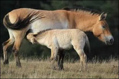 Quels sont ces chevaux de la race la plus ancienne, maintenant protégés après avoir failli disparaître ?