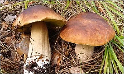 Proche d'un certain age, c'est le...