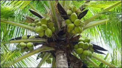 Comment se nomme l'arbre où pousse la noix de coco ?