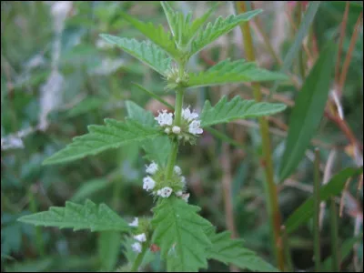 Quelle est cette plante médicinale utilisée pour combattre l'hyperthyroïdie ?