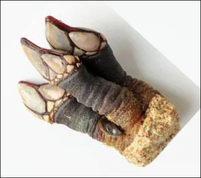 Quel est ce crustacé marin comestible à pédoncule charnu et court très prisé en Espagne et au Portugal ?