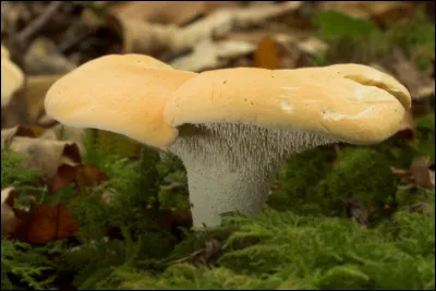 Quel est ce champignon comestible à chair ferme et blanche avec un grand chapeau beige mat ?