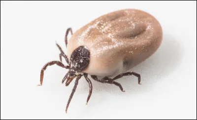 Quelle maladie est transmise par les tiques ?