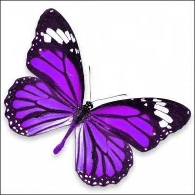 Qui est le pilier des papillons/insectes ?