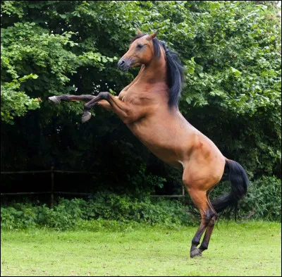 Que fait ce cheval ?