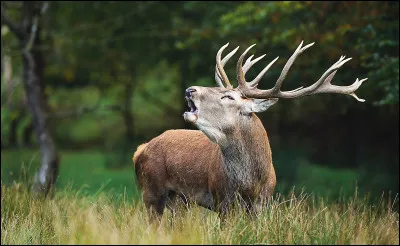 Quel est le nom donné au bruit qu'émet le cerf ?