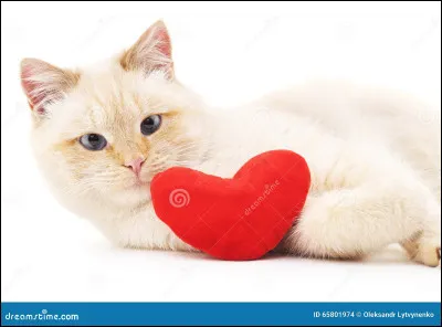 Combien de vies ont les chats ?