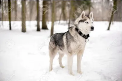 D'où vient le husky ?