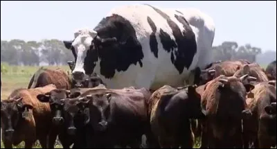"La Flandre deviendra France ou la France deviendra Flandre" ainsi parlait Ferrand comte de Flandre et c'est le 27 juillet 1214 qu'eut lieu la célèbre bataille opposant l'armée française et une coalition d'armées européennes. 
Quel est ce lieu situé à une douzaine de kilomètres de Lille ?
