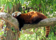 Quiz Quiz sur le panda roux