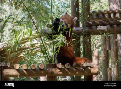 Combien mesure le panda roux sans sa queue ?