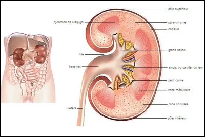 Le mot commence par ''Fo'' :