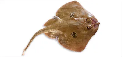 Le mot commence par ''Fo'' :