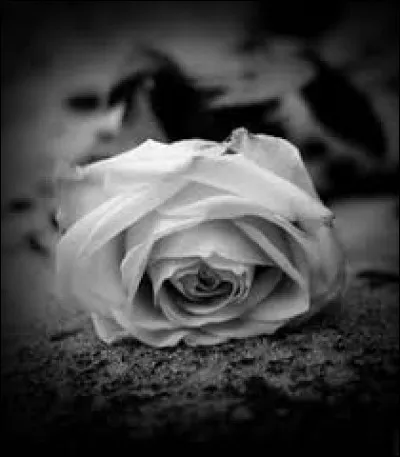 Au cinéma vous pourriez demander des exquis mots*. Qu'est-ce donc ?