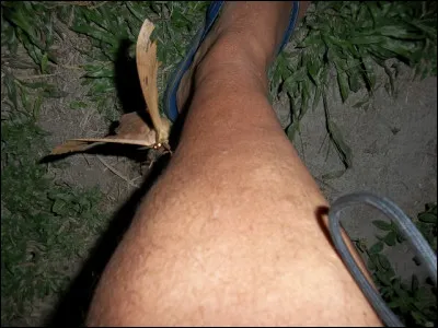 Alliage de cuivre, de nickel ou de zinc !