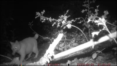 Wigwam d'une nation amérindienne !