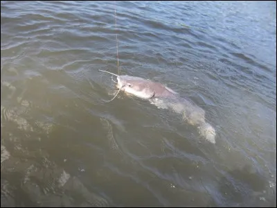 Chanson de Genesis avec Phil Collins !