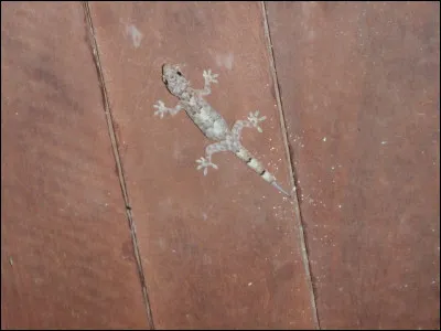 La légende dit que là où il est passé l'herbe ne repousse plus !