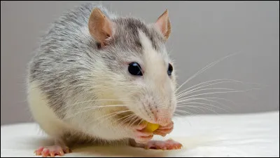 Qu'est-ce qu'un "petit rat" ?