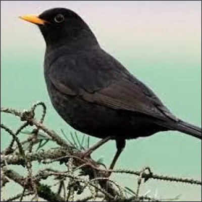 ''Être un moyen merle.''