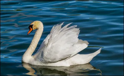 Qui a dit qu'il suffira de moi, un matin ?