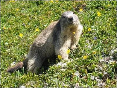 Qu'est-ce que c'est ?