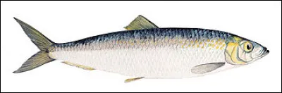 Qu'est-ce que c'est ?