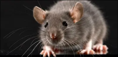 Qu'est-ce que c'est ?