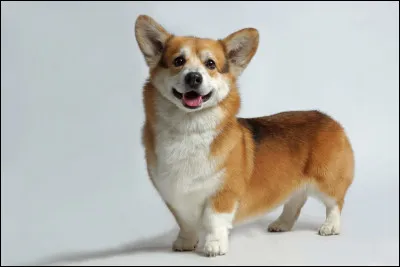 Quelle était la race de chien que possédait la reine Élisabeth II ?