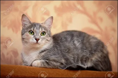 D : Douce Plume : De quelle couleur sont ses yeux ?