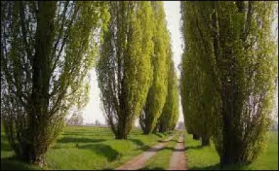 Populiculture : En quoi cela consiste-t-il ?