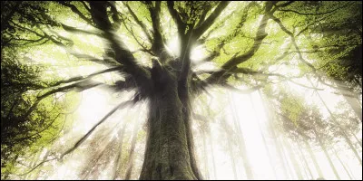 Quelle forêt du centre-Bretagne est très celèbre ?