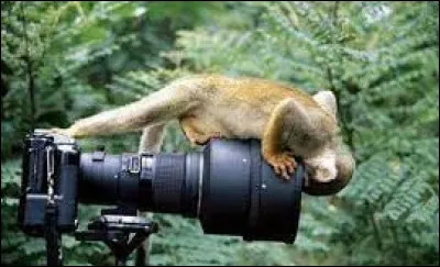 En photographie que désigne-t-on par espace négatif ?