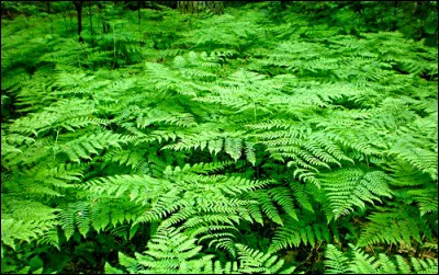 Les spores ont-elles besoin de cellules reproductrices pour donner naissance à de nouveaux individus ?